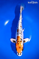 12.25" DOITSU KUJAKU