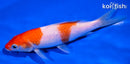 5.25" KOHAKU