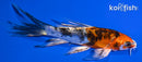 4.75" HEISEI NISHIKI BUTTERFLY