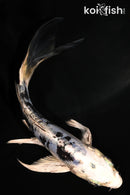 5" DOITSU GIN SHIRO BEKKO BUTTERFLY