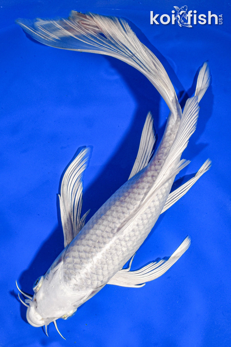 9.5" PLATINUM OGON BUTTERFLY