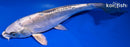 9.5" KIKOKURYU