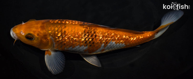 9.5" GINRIN OCHIBA SHIGURE