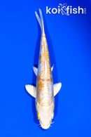 5.75" DOITSU LEMON HARIWAKE