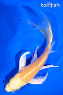 6.25" YAMABUKI OGON BUTTERFLY