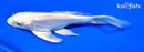 6.5" PLATINUM OGON BUTTERFLY