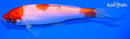 5.5" KOHAKU