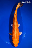 10.75" ORENJI OGON