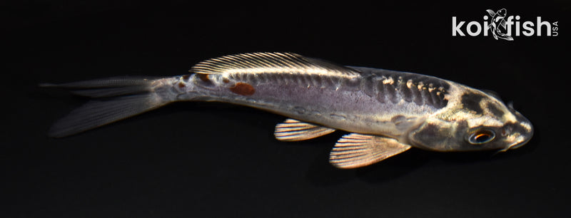 5.5" BENI KIKOKURYU