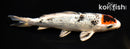 6.75" GINRIN YAMATO NISHIKI