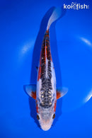 10.5" GINRIN HI SHUSUI