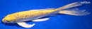 9.5" GINRIN YAMABUKI OGON BUTTERFLY