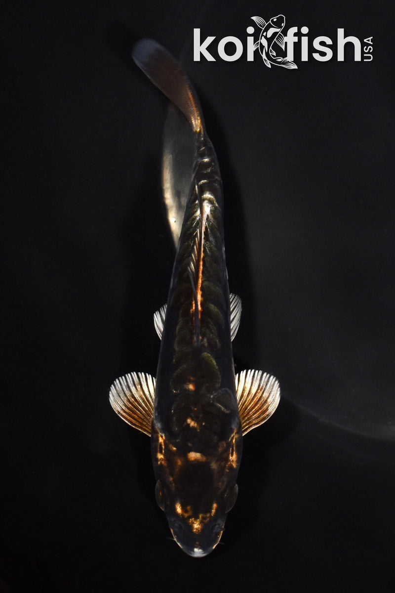 5" BENI KIKOKURYU