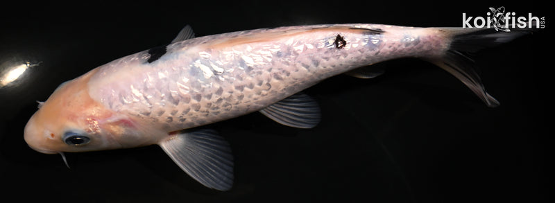 7.5" GINRIN SHIRO BEKKO