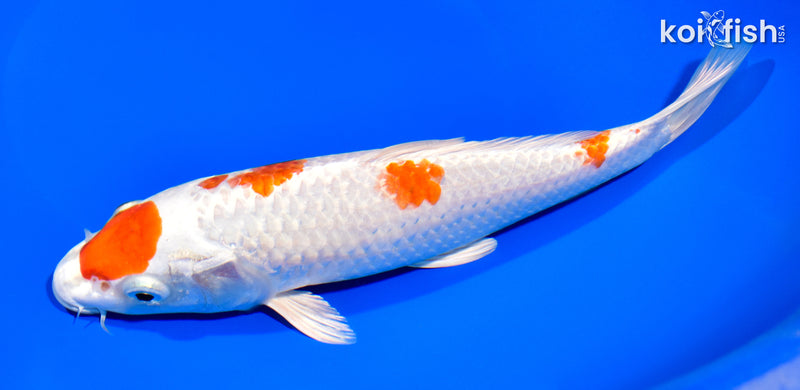 9" MARUTEN HARIWAKE