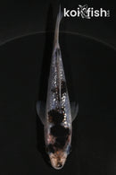 4" GINRIN GOROMO