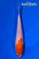 4.25" KOHAKU