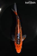 6.75" GINRIN HI SHUSUI