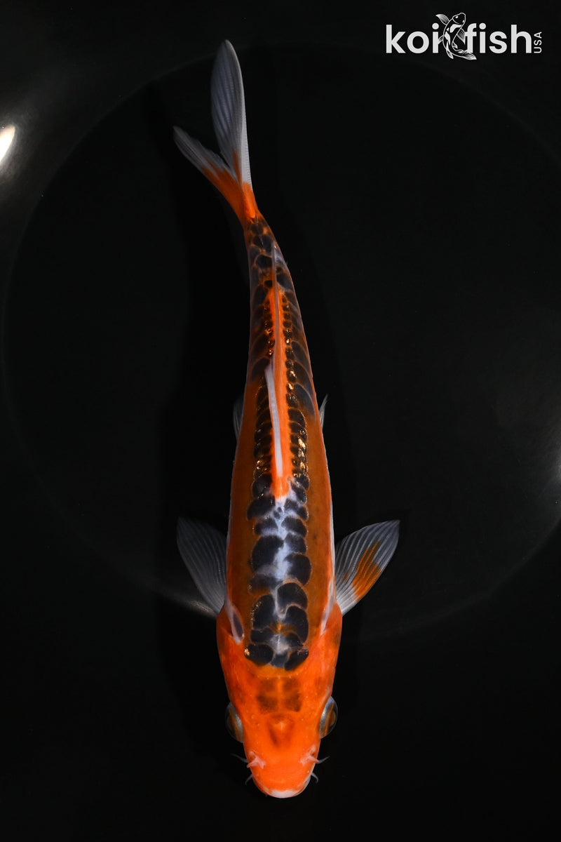 6.75" GINRIN HI SHUSUI