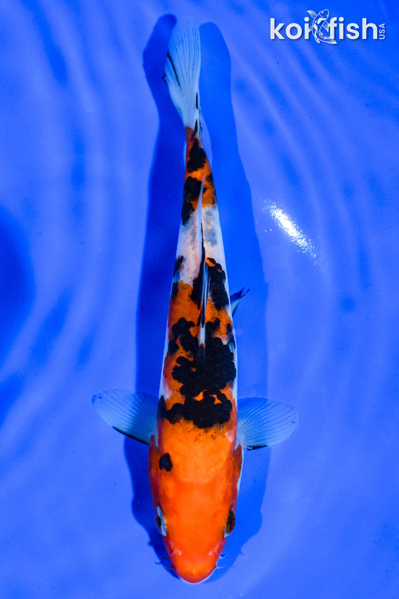 6.5" SANKE