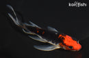 5.5" BENI MATSUKAWABAKE BUTTERFLY