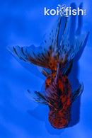 4.5" ORANDA GOLDFISH