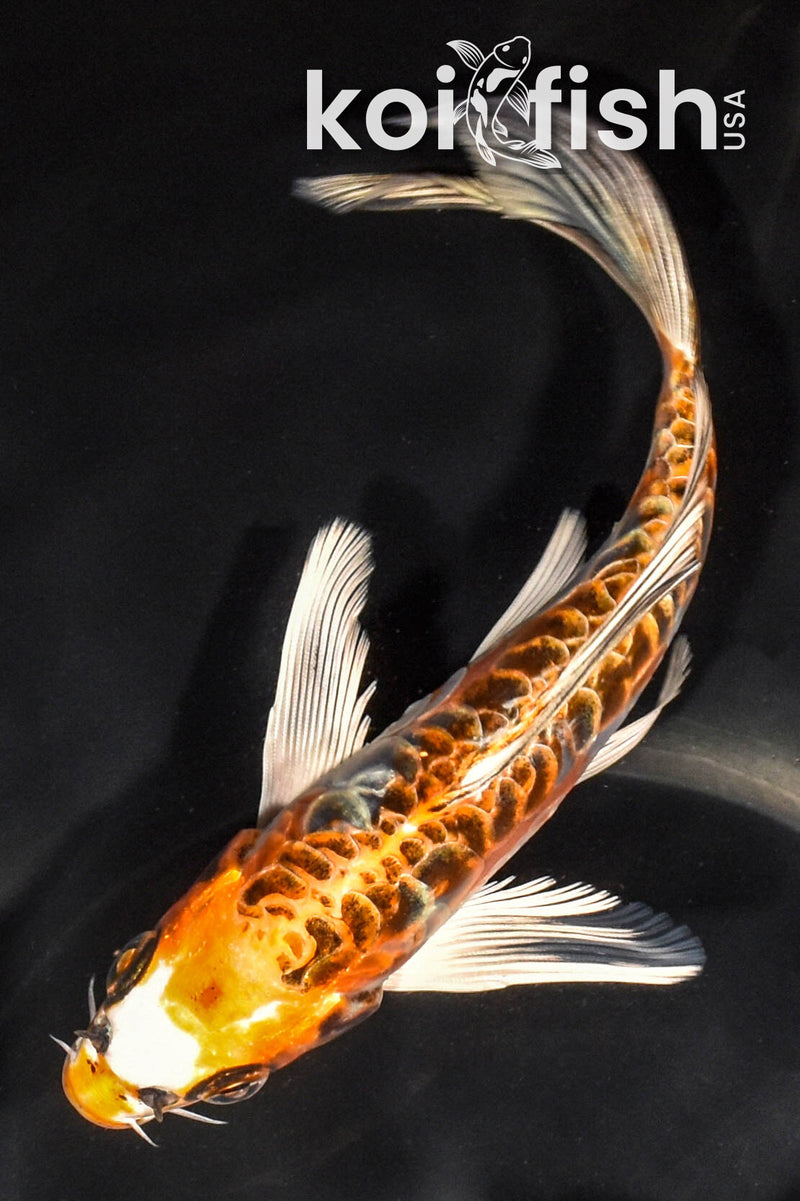 6.75" ARAGOKE BENI KIKOKURYU BUTTERFLY