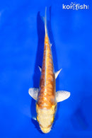 5" DOITSU YAMABUKI OGON