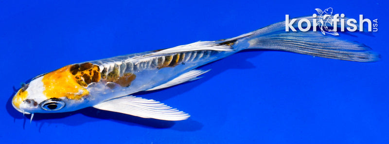 4.5" ARAGOKE KUJAKU BUTTERFLY