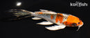 7.25" KUJAKU BUTTERFLY