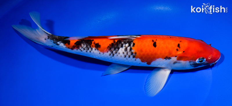 11.5" GOSHIKI