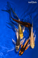 PACK OF (5) 4.75-5.75" BUTTERFLY KOI