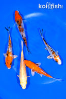 PACK OF (5) 3.75-4.25" STANDARD KOI
