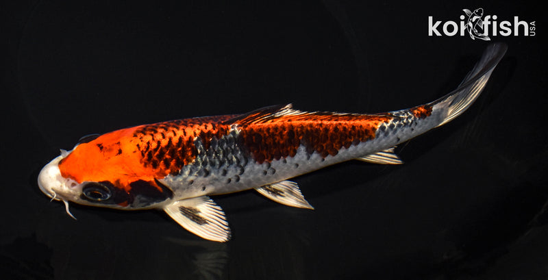8" BENI GINGA
