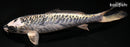 7.5" KIKOKURYU