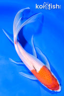 8.75" KOHAKU BUTTERFLY