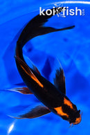 8" ORENJI MATSUBA BUTTERFLY