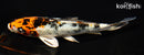 6.25" YAMATO NISHIKI