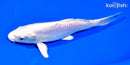 7.25" DOITSU PLATINUM OGON
