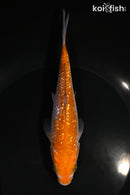 6.5" GINRIN OCHIBA SHIGURE