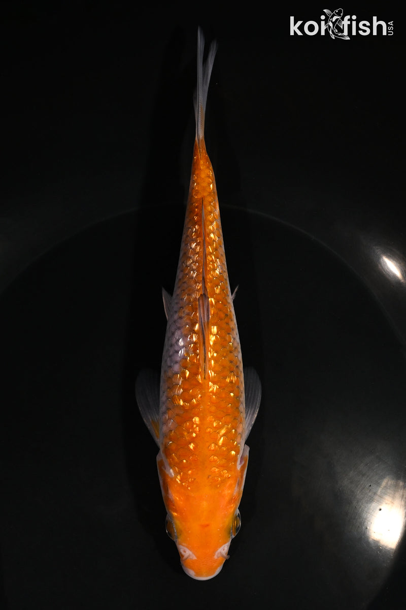 6.5" GINRIN OCHIBA SHIGURE