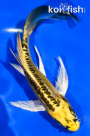 5.5" DOITSU KI MATSUBA BUTTERFLY