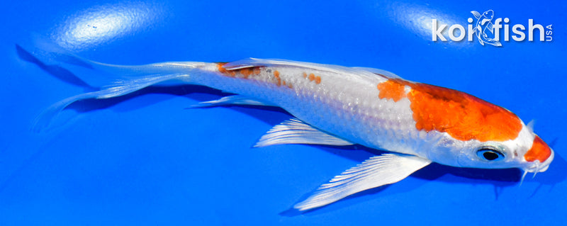 5" HARIWAKE BUTTERFLY