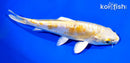5.75" DOITSU LEMON HARIWAKE