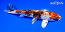 7.5" YAMATO NISHIKI