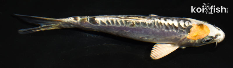 6" ARAGOKE BENI KIKOKURYU