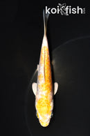 4.75" GINRIN ARAGOKE LEMON HARIWAKE