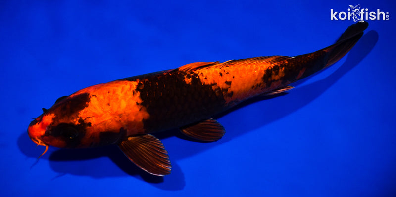12.5" HI UTSURI