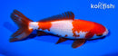 5.25" SARASA WAKIN GOLDFISH