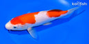 8.75" KOHAKU